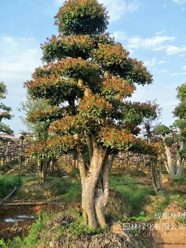 椤木石楠有什么价值？