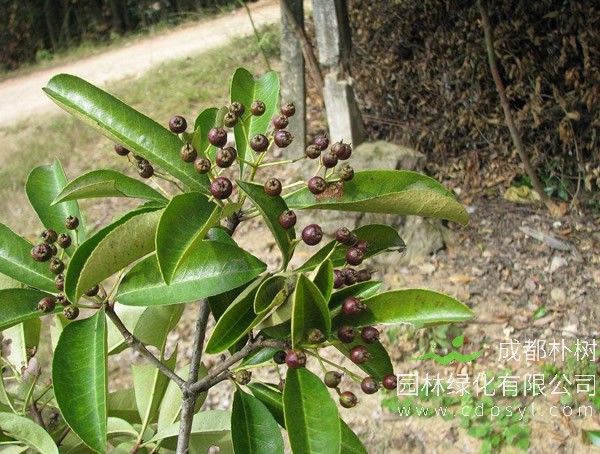 椤木石楠分布在中国哪些地方？