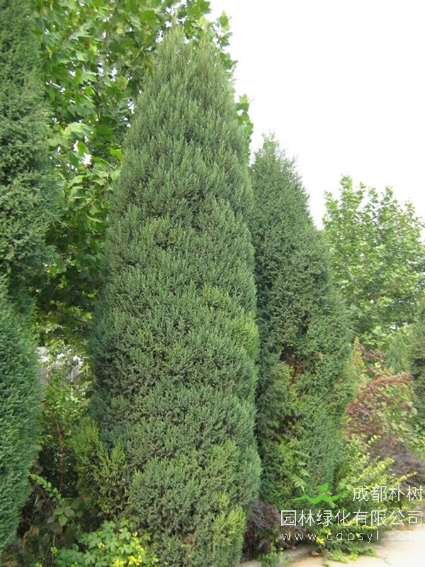 桧柏的图片-形态特征-生长习性-分布范围以及主要价值