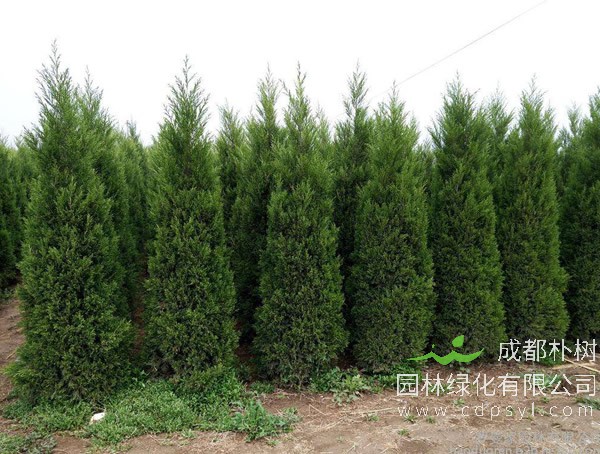 桧柏与侧柏区别有哪些？