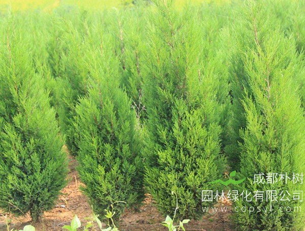 桧柏的图片-形态特征-生长习性-分布范围以及主要价值