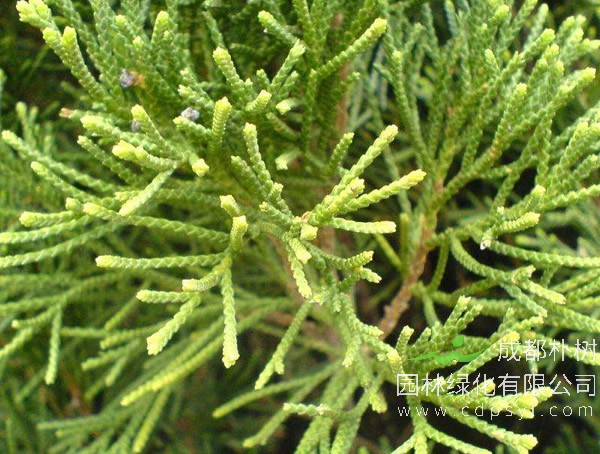 桧柏的图片-形态特征-生长习性-分布范围以及主要价值