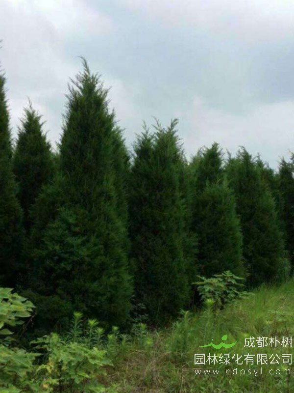 桧柏是什么植物？