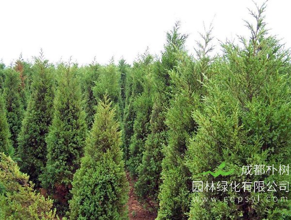 桧柏种植的间距要求有哪些？