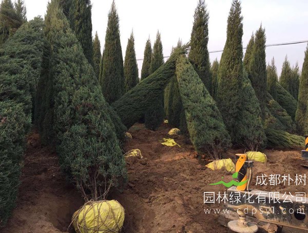 桧柏有哪些环保用途？