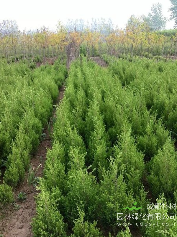 铅笔柏和桧柏的区别大吗？