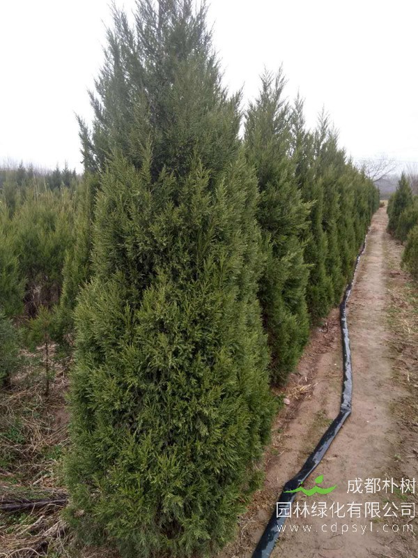 桧柏的生态习性有哪些？