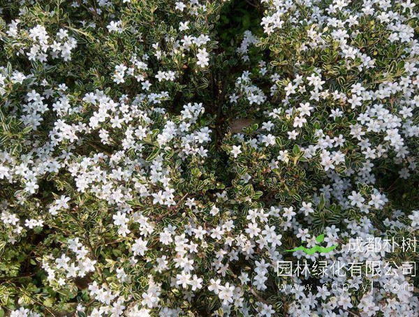 金边六月雪报价