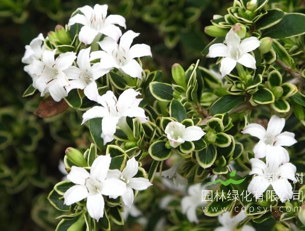 金边六月雪报价