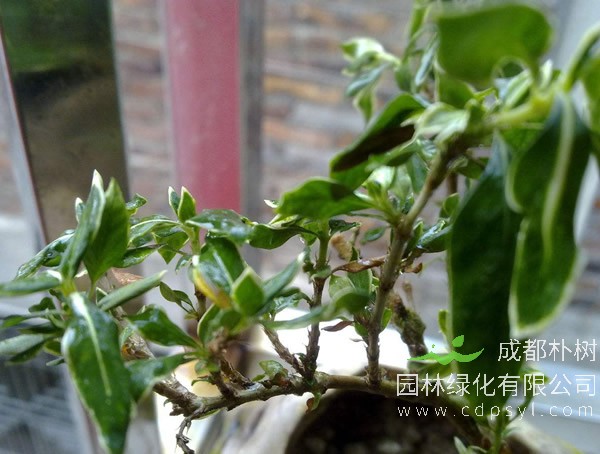 金边六月雪报价