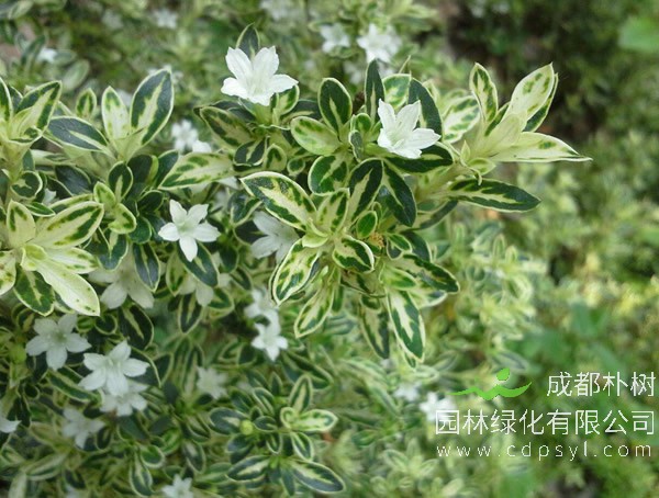 金边六月雪报价