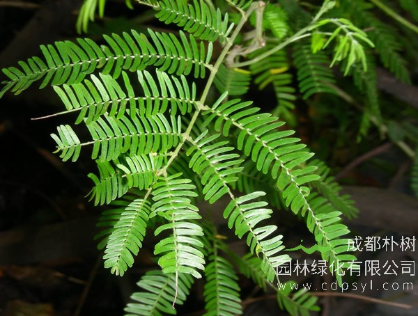 长期免费提供各类银合欢报价，银合欢价格三年行情具体数据