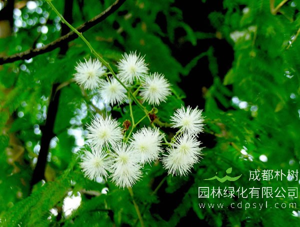 长期免费提供各类银合欢报价，银合欢价格三年行情具体数据