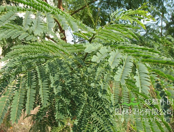 长期免费提供各类银合欢报价，银合欢价格三年行情具体数据