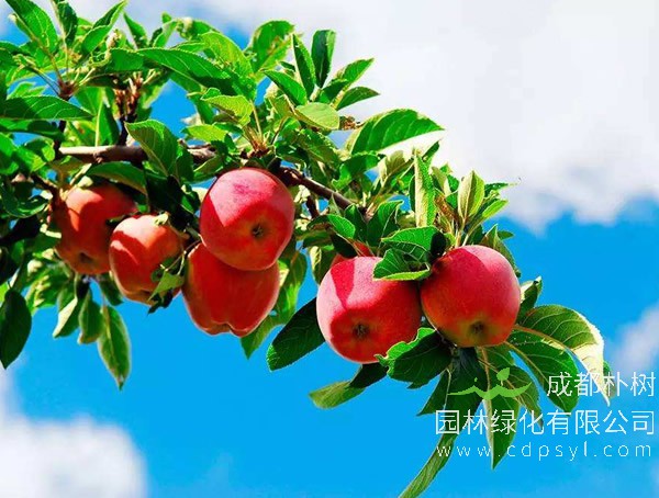 苹果树报价