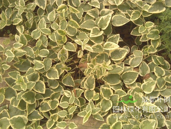 花叶蔓长春报价