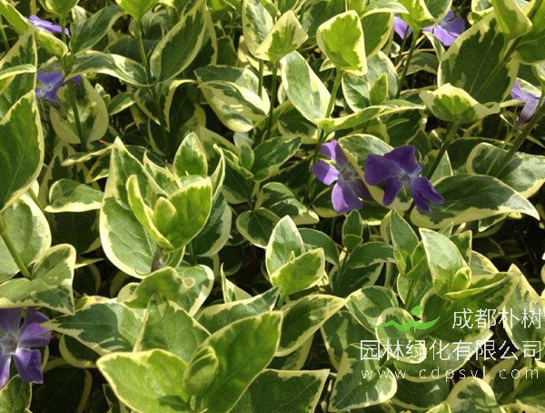 花叶蔓长春报价