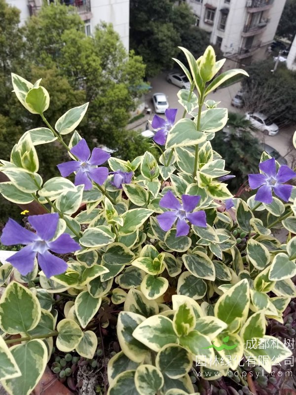 花叶蔓长春报价