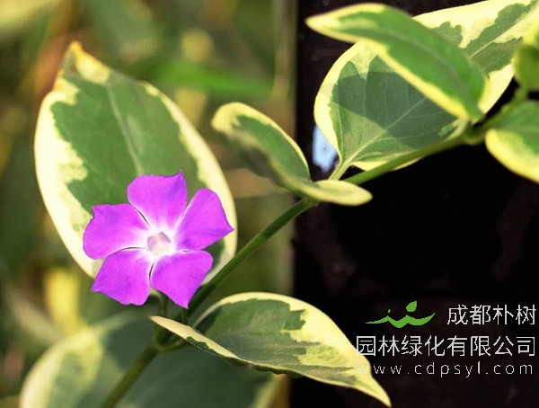 花叶蔓长春报价