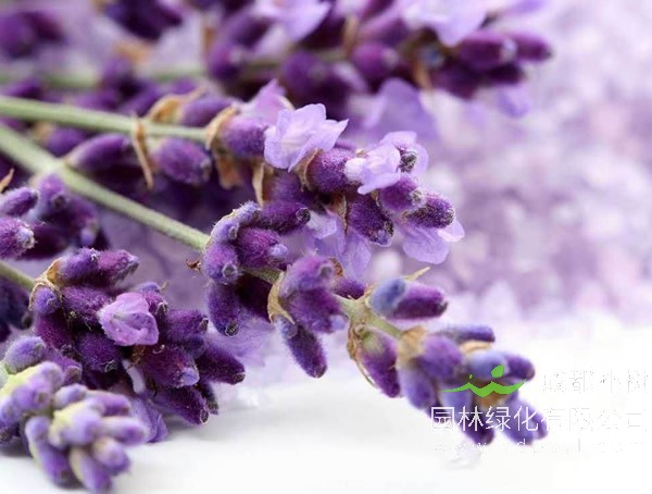 薰衣草报价