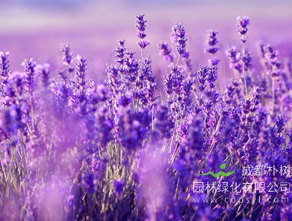 薰衣草报价