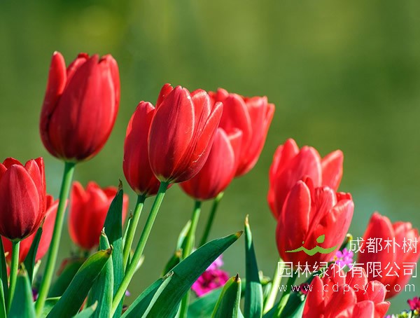 郁金香报价