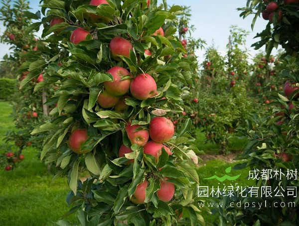 苹果树报价