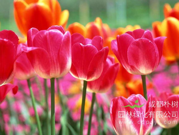 郁金香报价