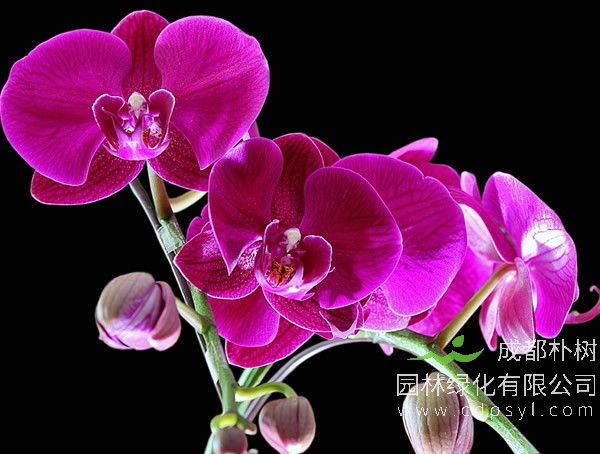 蝴蝶兰报价