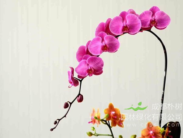 蝴蝶兰报价