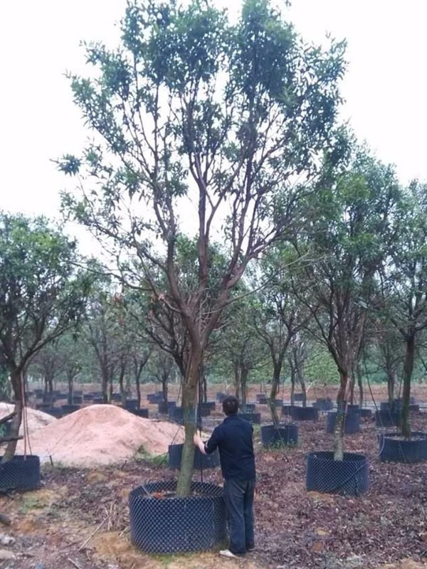 水蒲桃图片-产地分布-形态特征-观赏特性-识别要点以及生长习性