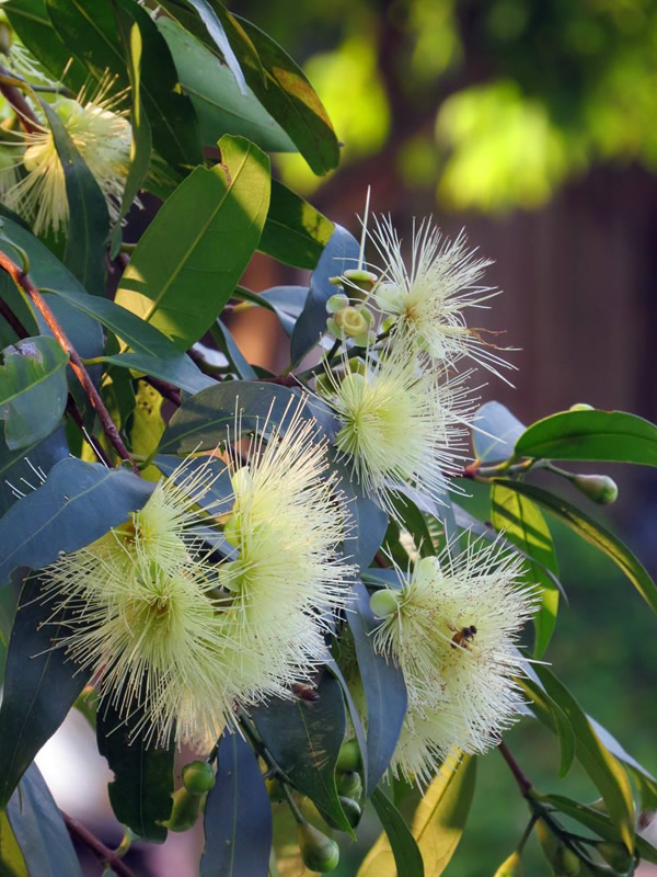 水蒲桃可以吃吗？水蒲桃有哪些营养价值？