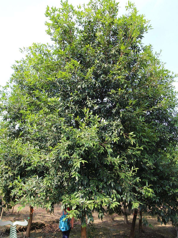 水蒲桃生长的最低温度是多少摄氏度？