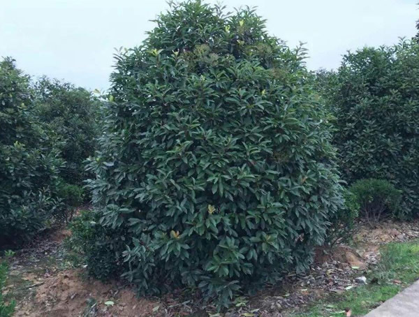 椤木石楠的繁殖方法、栽培技术以及病虫防治方法介绍