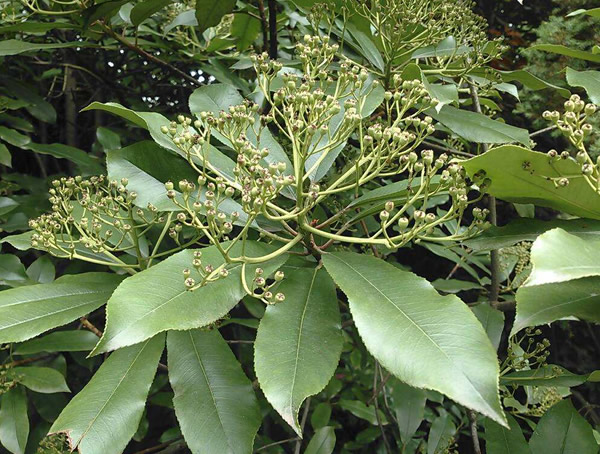 石楠和椤木石楠的区别有哪些？