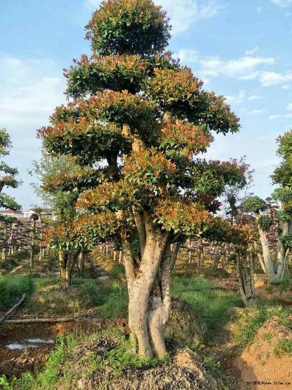 椤木石楠有什么价值？