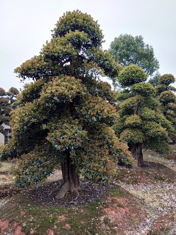 椤木石楠是乔木还是灌木？