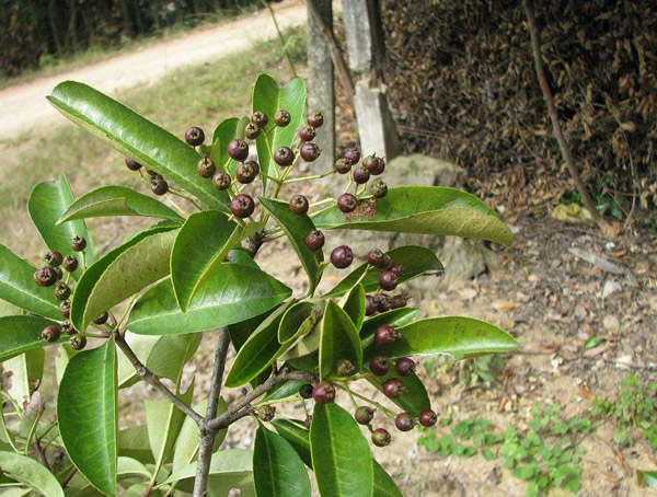 椤木石楠分布在中国哪些地方？