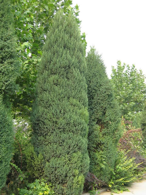 桧柏的图片-形态特征-生长习性-分布范围以及主要价值