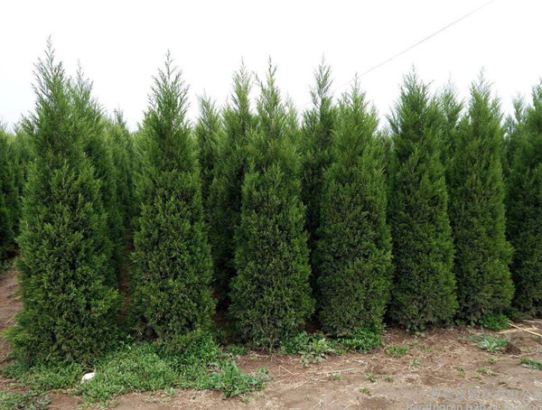 桧柏与侧柏区别有哪些？