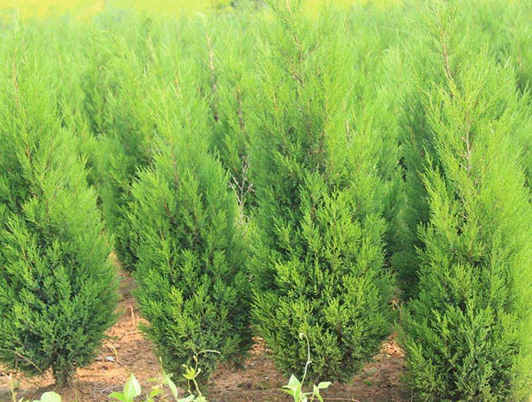 桧柏的品种和亚种分布有哪些？