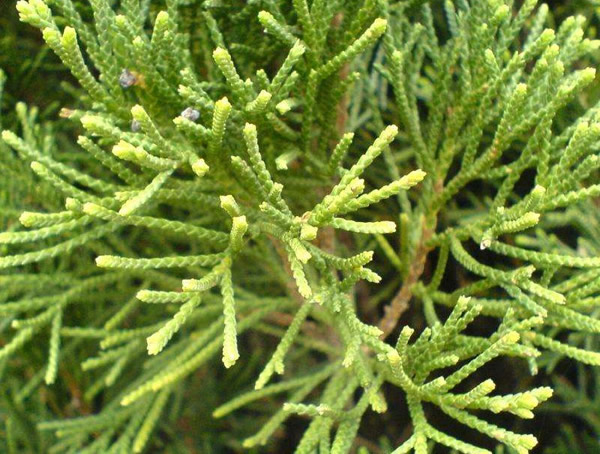 蜀桧和桧柏有什么区别？