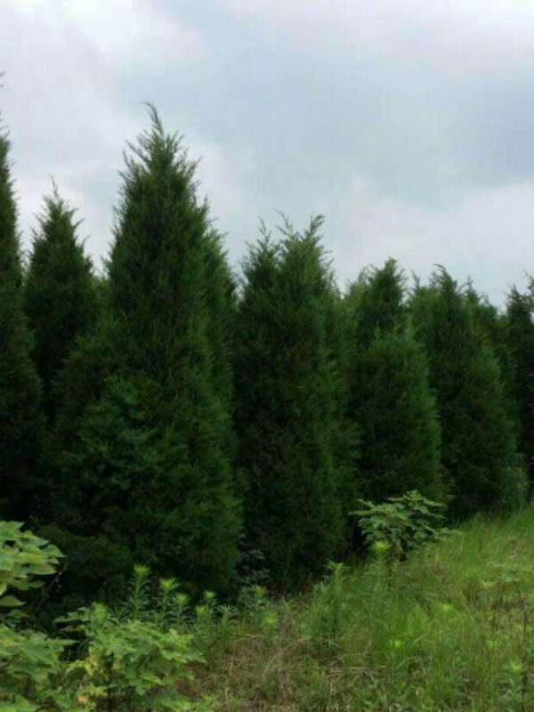 桧柏是什么植物？