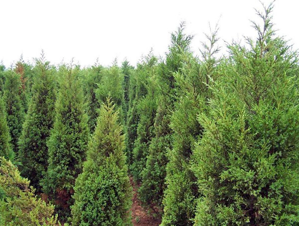 桧柏种植的间距要求有哪些？