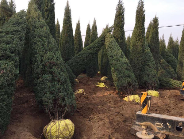 桧柏有哪些环保用途？