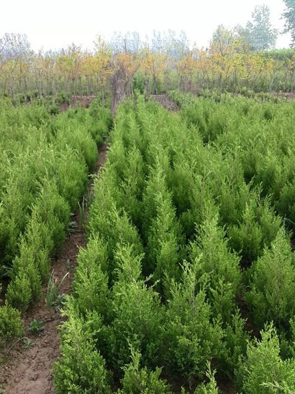 铅笔柏和桧柏的区别大吗？