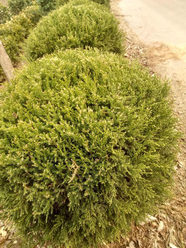 桧柏有哪些形态特征？