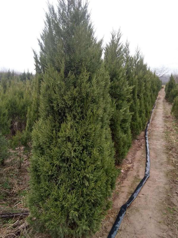 桧柏的生态习性有哪些？