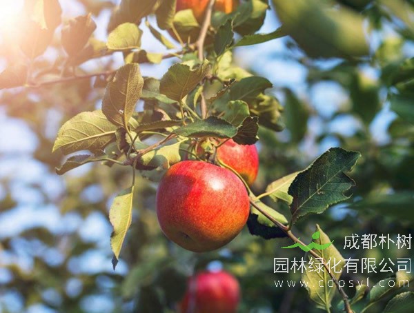 苹果树报价