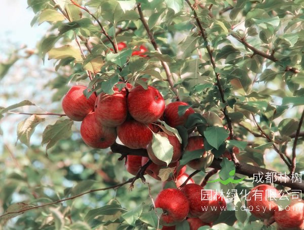 苹果树报价